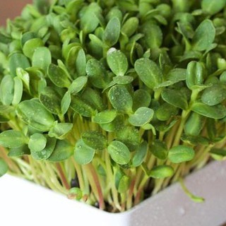 30g HẠT GIỐNG RAU MẦM HƯỚNG DƯƠNG