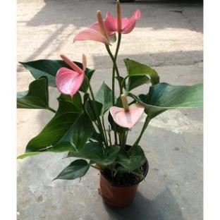 Cây Hồng Môn Hồng Đẹp, Cây Hồng Môn, Cây Phong Thủy, Cây Để Bàn