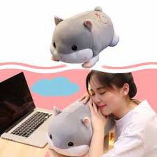 Chuột hamster có mền