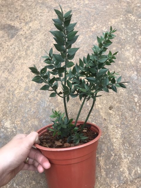 Chậu cứng đậu chổi Butcher - Ruscus Aculeatus