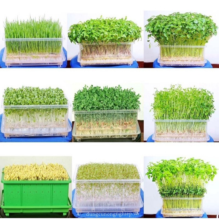 [Rẻ Vô Địch] hạt giống Mầm cải xoong