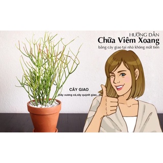 Cành cây giao
