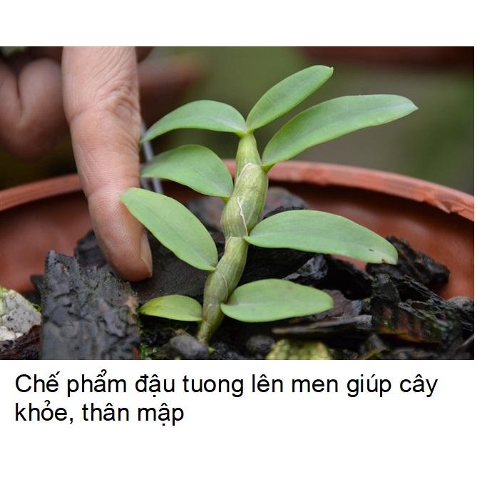 ( HOT ) Chế phẩm Đậu tương lên men 250ml chuyên dùng cho hoa và cây cảnh