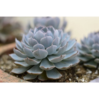 Sen đá Hồng Phấn - Hư 1 đổi 1- Cây cảnh trang trí- HOA ĐÁ shop