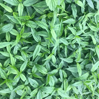 Combo 10 cây xương khỉ - bìm bịp