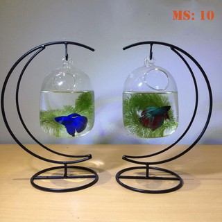 Bể cá mini - Cung trăng,Bình dưa