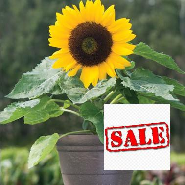 Gói 30 hạt giống hoa hướng dương lùn vàng SALE
