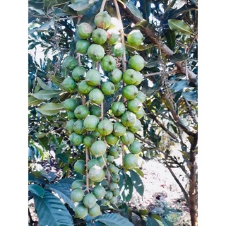 Hạt Macca Rang Nứt Vỏ Bà Tư Bình Phước(500g)