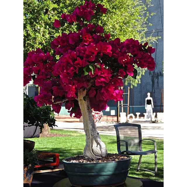 CÂY HOA GIẤY MÀU TÍM