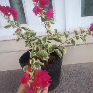 Cây 🌲 Giấy Cẩm Thach ( màu hồng)