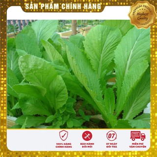 -35K COMBO 10 LOẠI RAU CẢI VỤ THU ĐÔNG