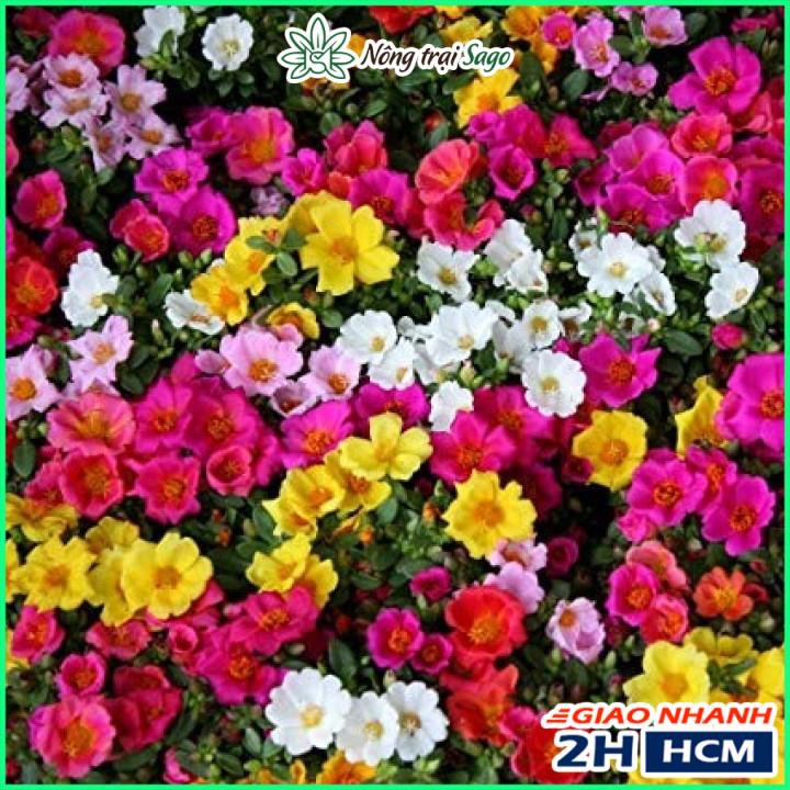 Hạt giống Hoa Mười Giờ Cánh Đơn Nhiều Màu, Dễ Trồng - Nông Trại Sago