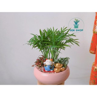 Cau tiểu trâm, may mắn, tài lộc .