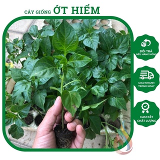 Cây giống Ớt Hiểm cay thơm nồng - cây gia vị không thể thiếu trong nhà