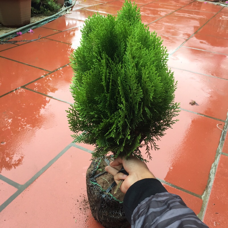 Cây trắc bách diệp