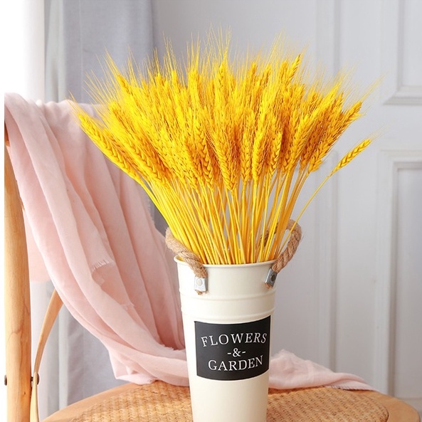 Cành Lúa mạch khô màu tự nhiên, Lúa Mạch Vàng decor chụp ảnh - House Decor
