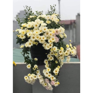Cúc đổi màu, cây khỏe nhiều rễ bầu ổn định