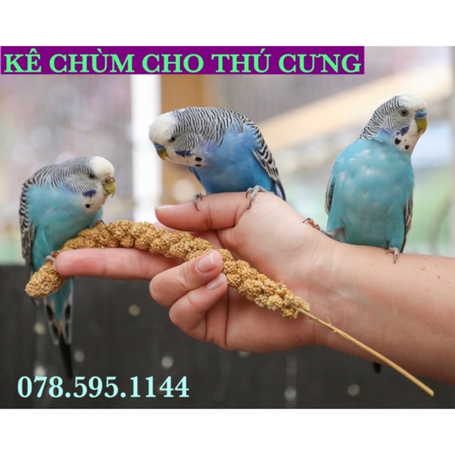 Gói 6 sợi kê bông/kê chùm cho thú cưng (Vẹt, Sóc, Hamster...) [món ăn ưa thích]