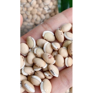 Đậu ván trắng ( túi zip 1kg)