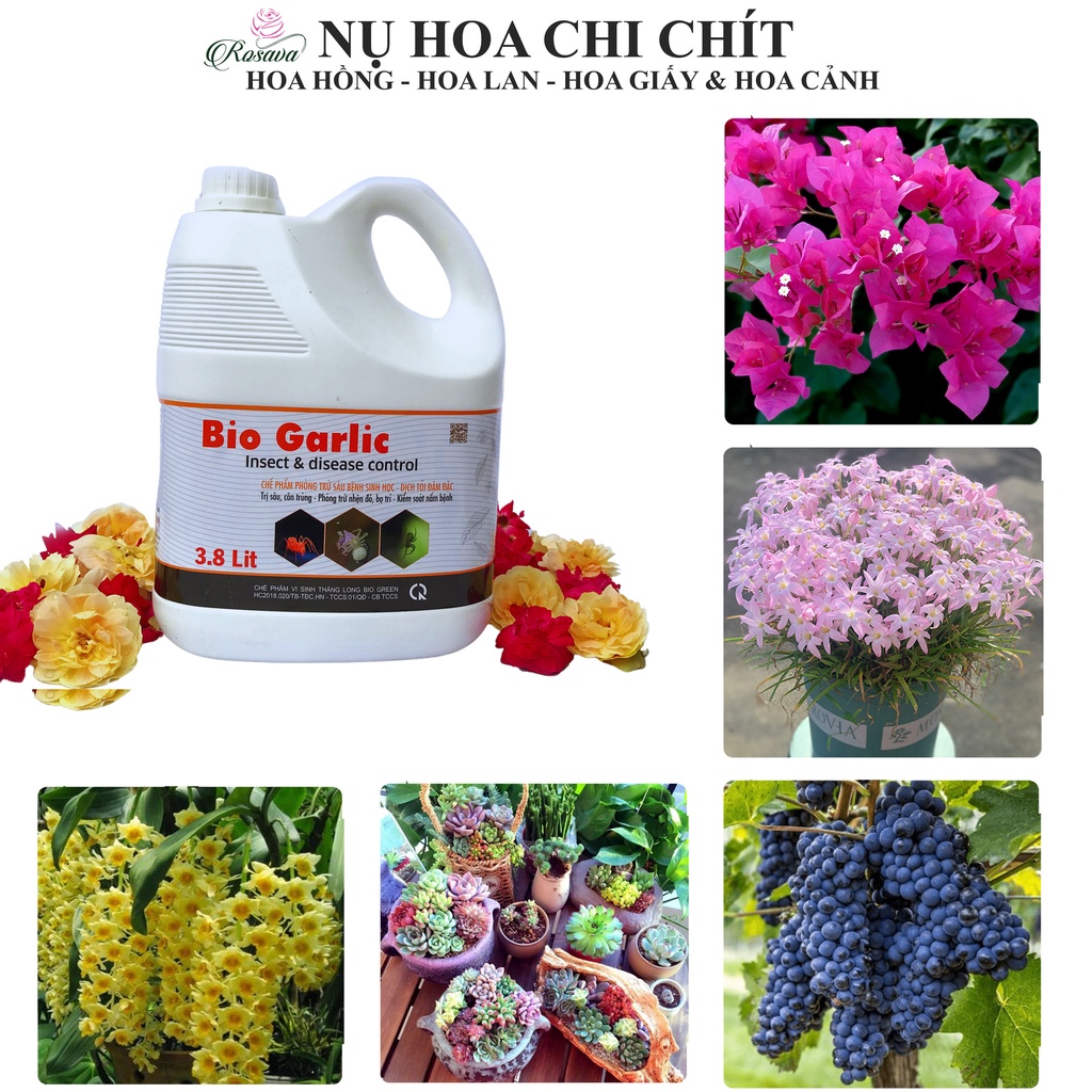 Chế phẩm sinh học tỏi Rosava can 4L rẻ, sạch côn trùng, nhện đỏ, sâu, rệp rầy, bọ trĩ trên hoa hồng, lan và cây cảnh