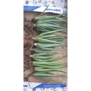 11 cây nha đam mỹ loại 20 - 30 cm