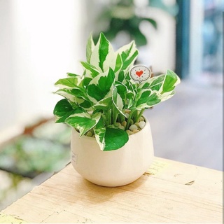 Trầu bà sữa MIX CHẬU để bàn