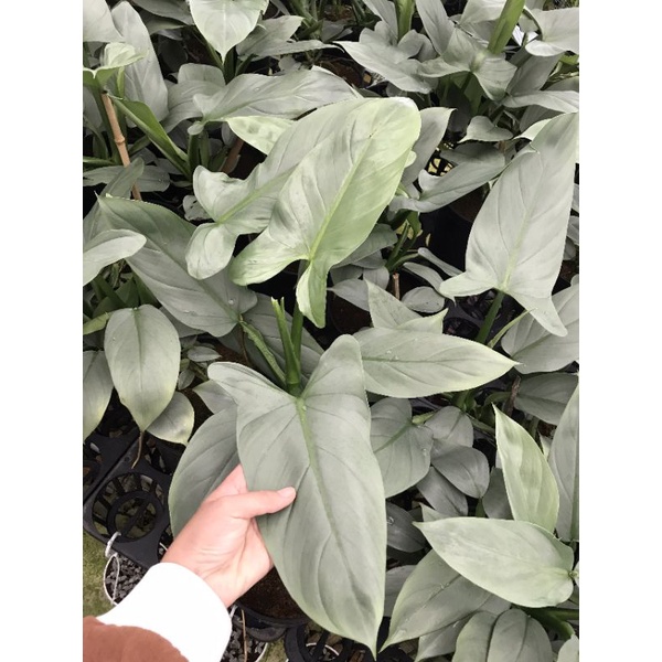 Chậu cứng Trầu bà Philodendron Hastatum