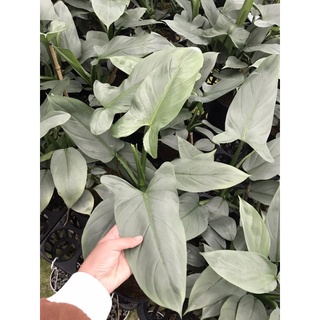 Chậu cứng Philodendron Hastatum - Trầu bà kiếm bạc