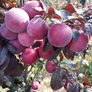 Cây giống mận đỏ + Tặng 01 cây dâu da đất( bòn bon)