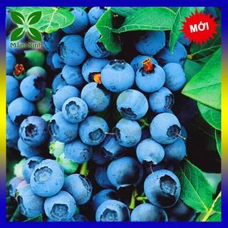 Hạt giống Việt Quất
