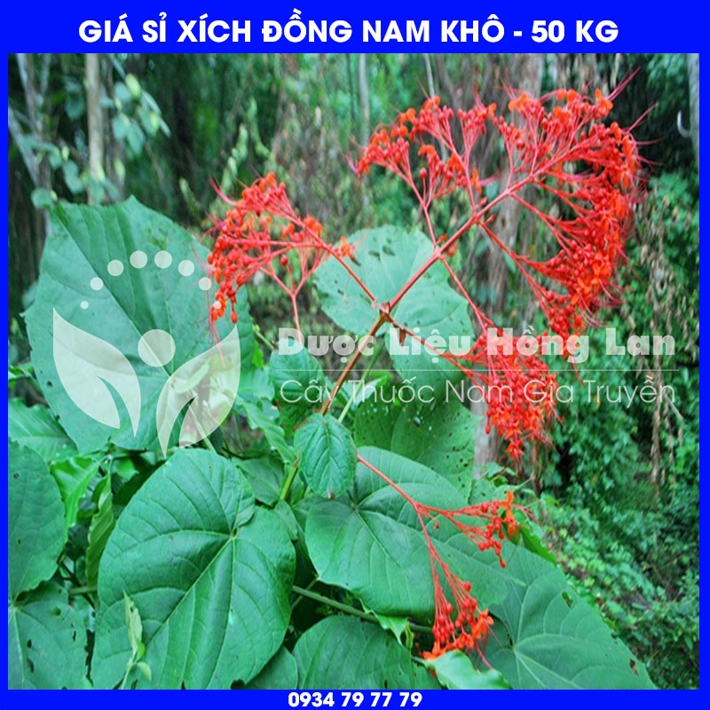 Cung cấp sỉ Cây Xích Đồng Nam (Mò Hoa Đỏ) khô giá bán 50kg - Công ty dược liệu Hồng Lan