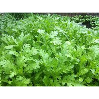 [ Deal 3K ] - 450 hạt giống Cải Cúc nếp ( Hạt giống Thanh Tâm )
