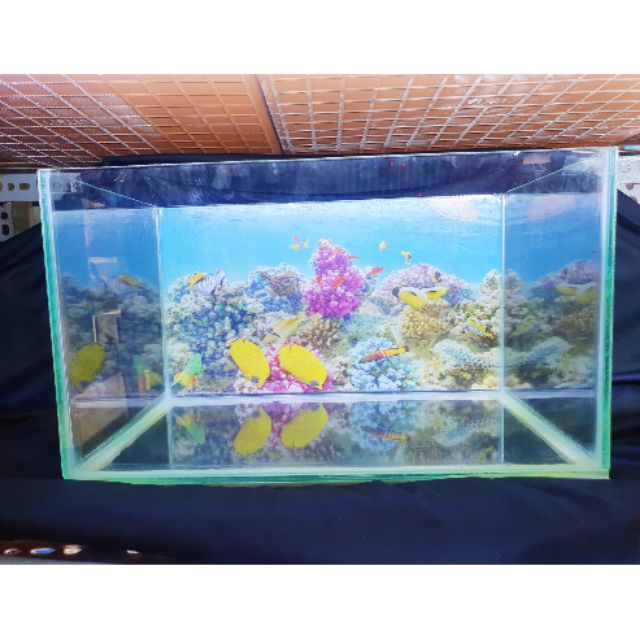 BỂ CÁ 39X23X23 KÍNH DÀY 5 LY KHÔNG KIỀNG DÁN TRANH SẴN