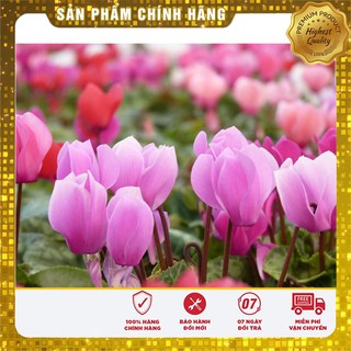 Hạt giống Hoa Anh Thảo Mix 5 Hạt