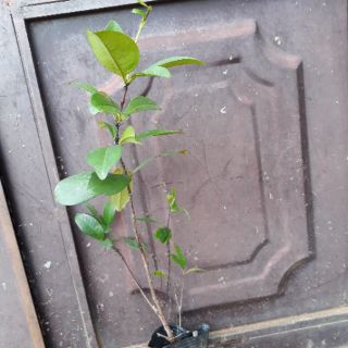 Cây giống cherry Brazil