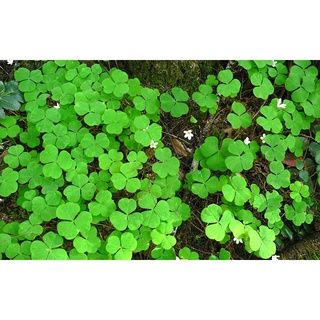 Hạt giống cỏ ba lá 100gram - cỏ thảm trang trí