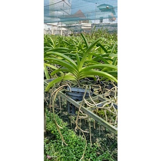 Lan Hải Yến cây đang nụ