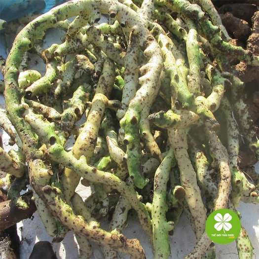 [ Hàng Loại 1 ]Cốt Toái Bổ Khô 1KG (Tắc Kè Đá) thần dược xương khớp