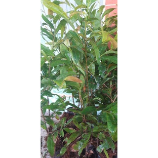 10 mai vàng quấn rễ 50cm trở lên