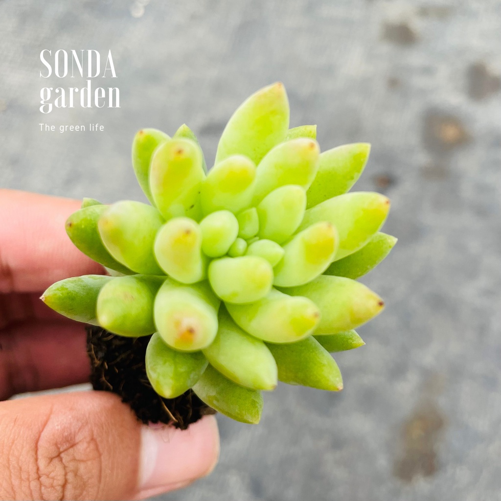 Sen đá chuỗi ngọc đứng SONDA GARDEN size mini 2.5-4cm, xuất xứ Đà Lạt, khoẻ đẹp, lỗi 1 đổi 1