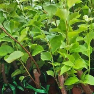 Cây giống hoa giấy
