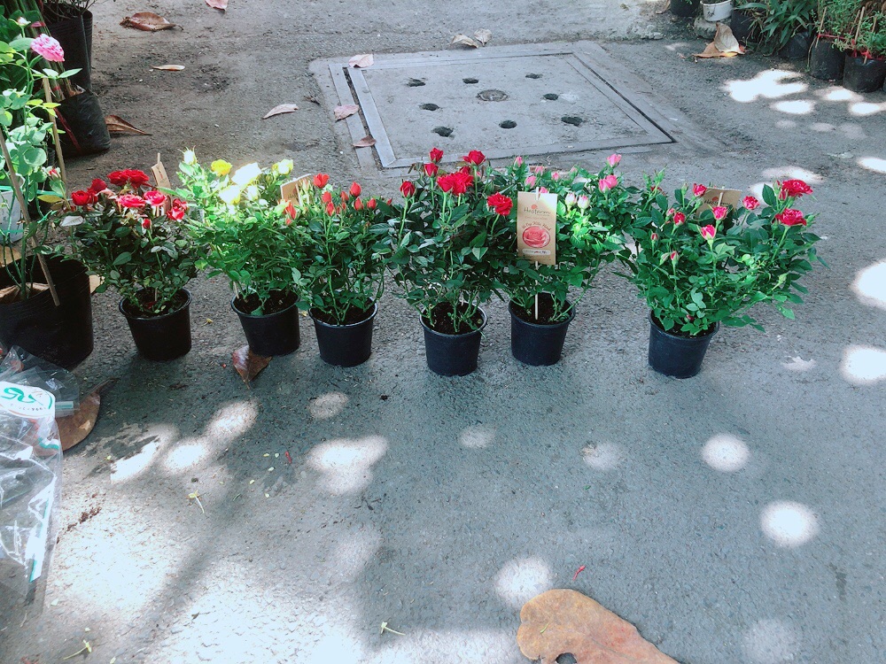 Hoa Hồng Siêu Nụ 180k/chậu