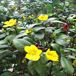 CÂY GIỐNG MAI TỨ QUÝ, MAI VÀNG TỨ QUÝ