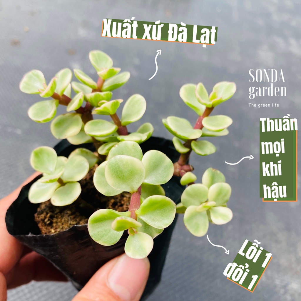 Sen đá đô la SONDA GARDEN size bé 5-8cm, xuất xứ Đà Lạt, khoẻ đẹp, lỗi 1 đổi 1