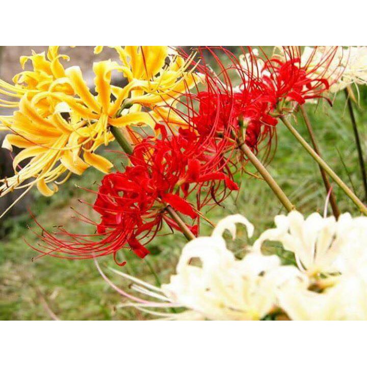 Củ giống Hoa Bỉ Ngạn - 5 màu đỏ, hồng, tím nhạt, trắng, vàng.