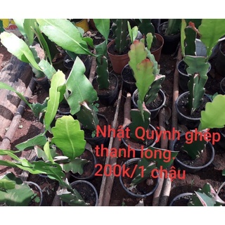 Đại Nhật Quỳnh ghép Thanh Long