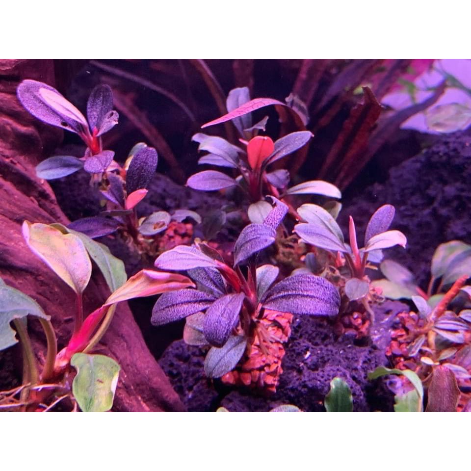 Đèn Thuỷ Sinh WRGB uvA 5054 SMD  - Magic Led Lighting