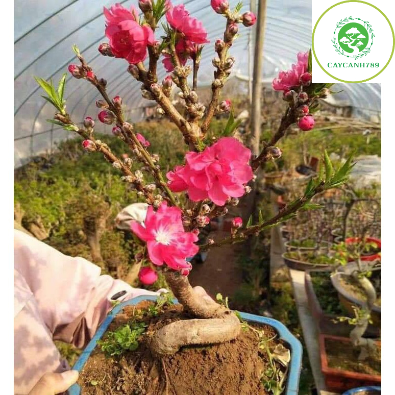 Cây Đào thất thốn qua tết hết hoa (ảnh thật số 2) - Cây gửi đi đầy đủ bầu đất đảm bảo không héo chột