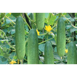 Hạt giống Dưa chuột (dưa leo) Thái