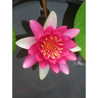Cây hoa súng kép thái lan đỏ dưa hấu